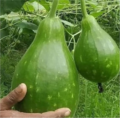 HY.  BOTTLE GOURD MOTU
